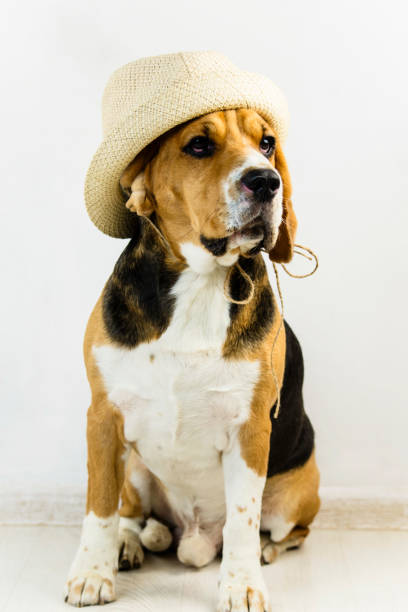 istock cute and funny beagle dog in hat 1064573648