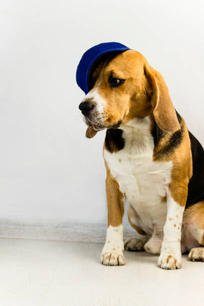 istock cute and funny beagle dog in hat 1064573756