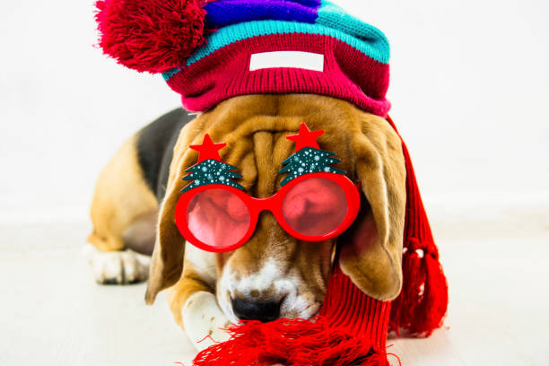 istock cute and funny beagle dog in hat and glasses 1064573836