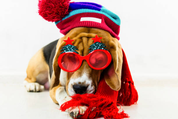 istock cute and funny beagle dog in hat and glasses 1064573874
