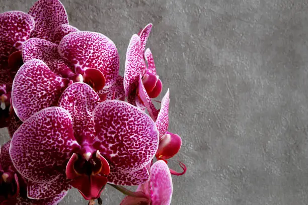 Photo of Red maroon orchids flowers on dark background