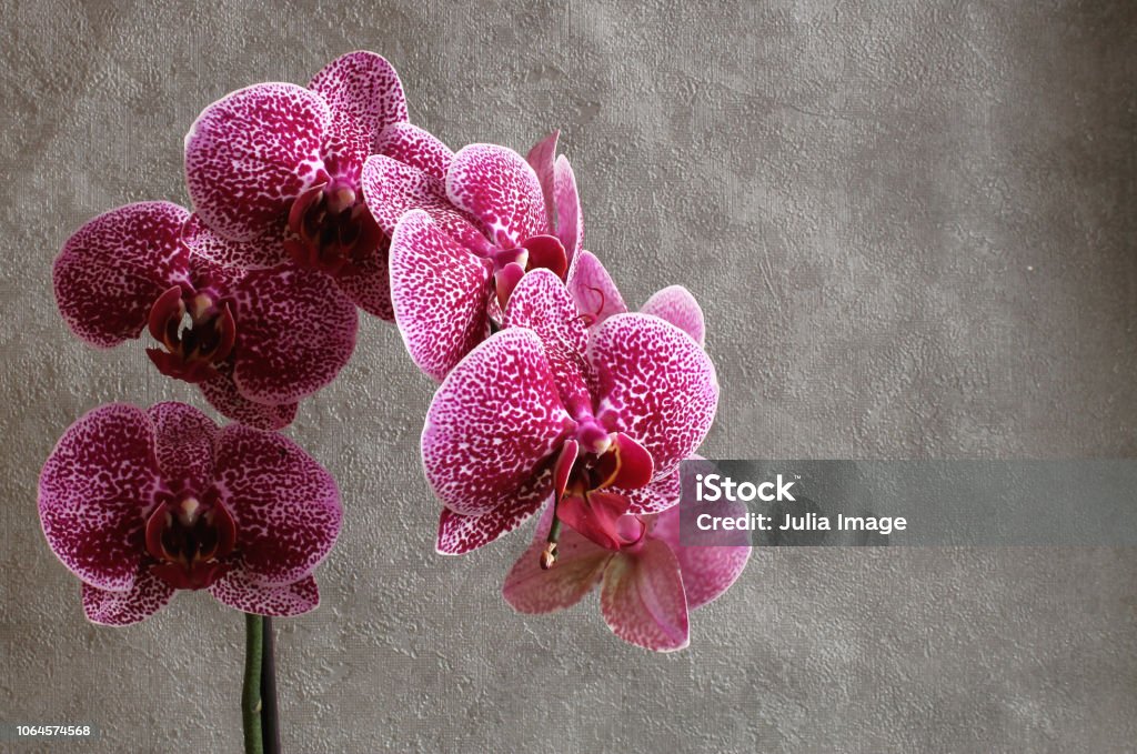 Flor De Orquídea Del Phalaenopsis De Flores Orquídeas Aislado Sobre Fondo  Oscuro Foto de stock y más banco de imágenes de Abstracto - iStock