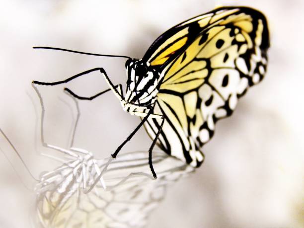 papillon monarque sur une vitre - josianne toubeix photos et images de collection