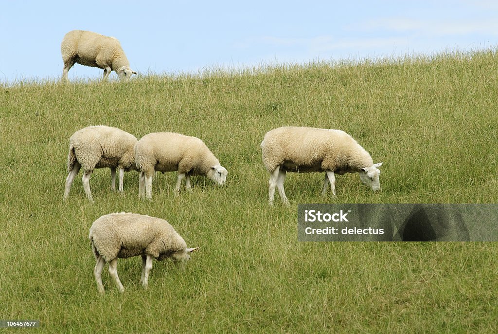 Schaf - Lizenzfrei Fünf Tiere Stock-Foto