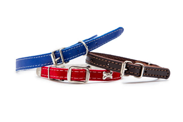 istock Dog and cat collar isolated on white 1064577134