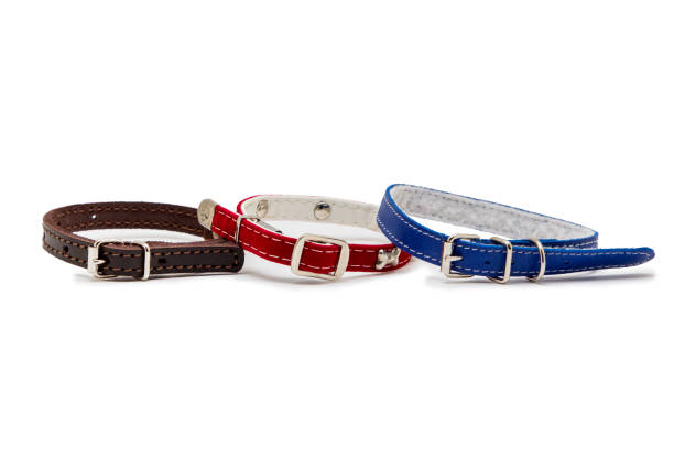 istock Dog and cat collar isolated on white 1064577198