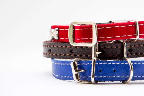 istock Dog and cat collar isolated on white 1064577338