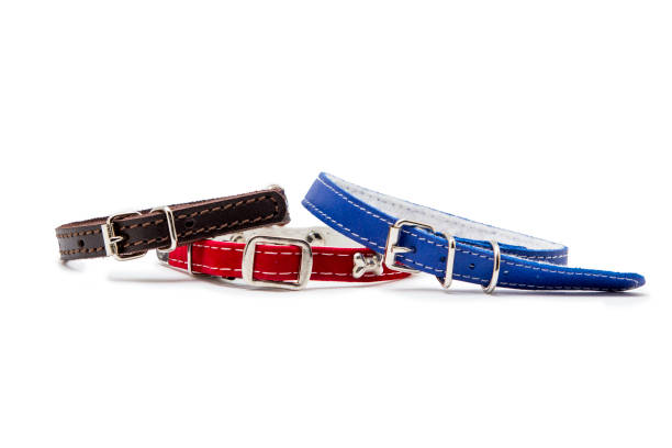 istock Dog and cat collar isolated on white 1064577346