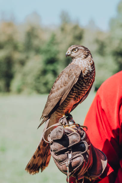 falcão senta-se em uma mão em uma luva de couro especial contra um fundo de folhagem verde e céu olha para a esquerda. - falconry glove - fotografias e filmes do acervo