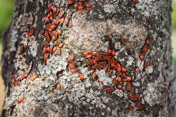 istock close up view of colony of firebugs on old tree trunk 1064579256