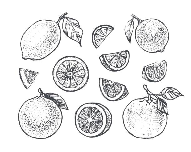 illustrazioni stock, clip art, cartoni animati e icone di tendenza di set di icone agrumate. illustrazioni disegnate a mano di limone, lime e arancia. stile di incisione di schizzi vintage vettoriali isolati di agrumi per il design del packaging del succo - lime ripe fruit citrus fruit