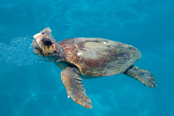 Caretta - Loggerhead sea turtle stock photo