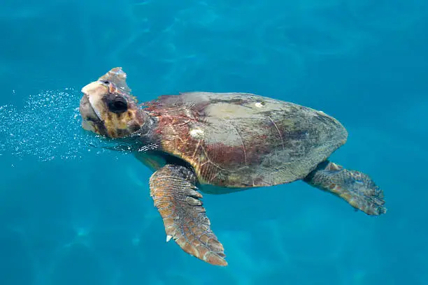 Loggerhead sea turtle (Caretta caretta) swimming, Zakynthos island, Greece. Landmark of Zakynthos island.