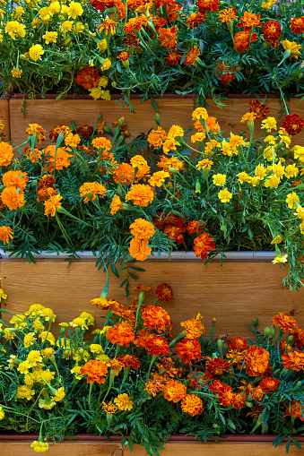 flowers of Tagetes growing in wooden planters,are the cascades