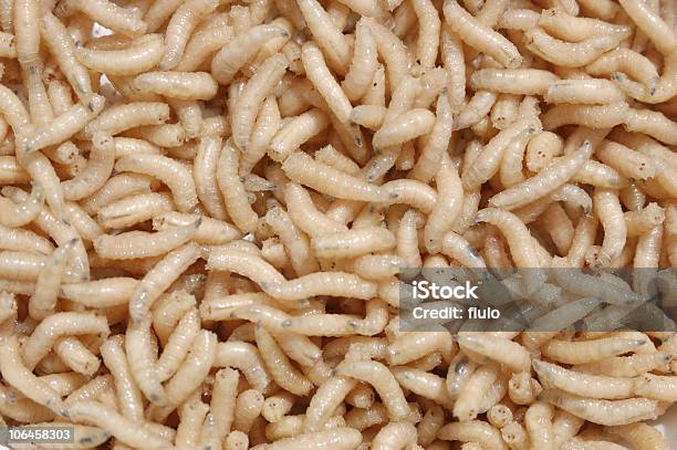Maggot Of Fly For Sport Fisherman Stock Photo - Download Image Now - Maggot, Worm, Fishing Bait