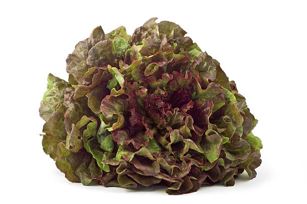 Red leaf lettuce  green leaf lettuce stock pictures, royalty-free photos & images