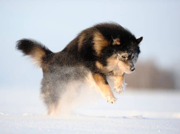 Finnish Lapphund playing in snowy winter landscape.