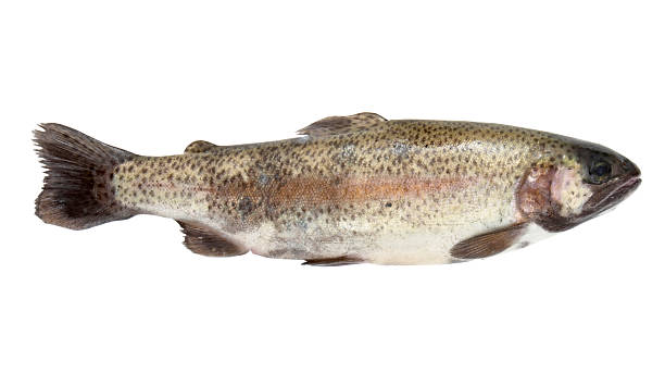 istock fish sea food nature river 106458582