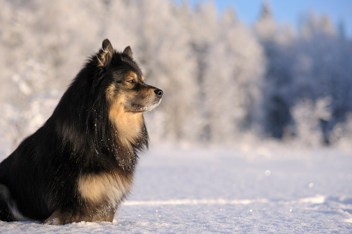 Finnish Lapphund in snowy winter landscape.