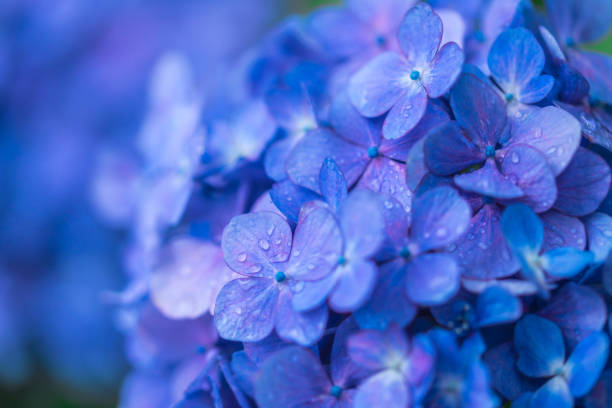 アジサイのクローズ アップ - temperate flower hydrangea plant flower ストックフォトと画像