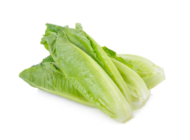 fresh green cos on white background