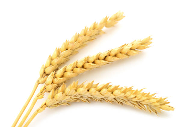 istock Ripe ears of wheat. 1064588348
