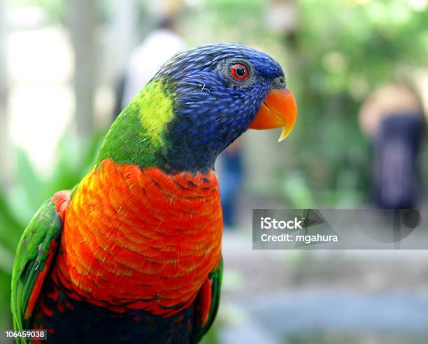 Curious Rainbow Lorikeet In Florida Stock Photo - Download Image Now - Animals In Captivity, Bird, Blue