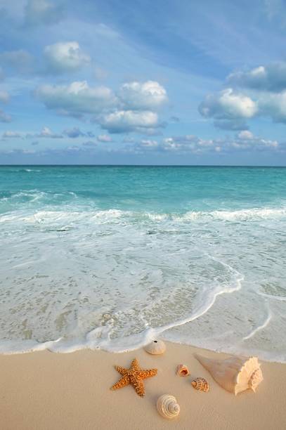 istock sea shells starfish tropical sand turquoise caribbean 106459112