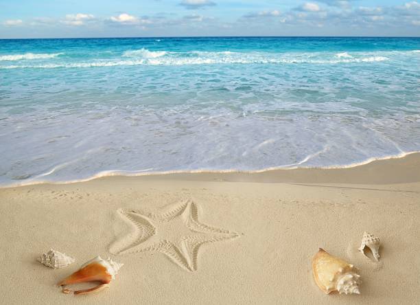 istock sea shells starfish tropical sand turquoise caribbean 106459117