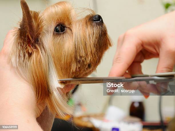 Grooming Stock Photo - Download Image Now - Dog, Cutting, Scissors