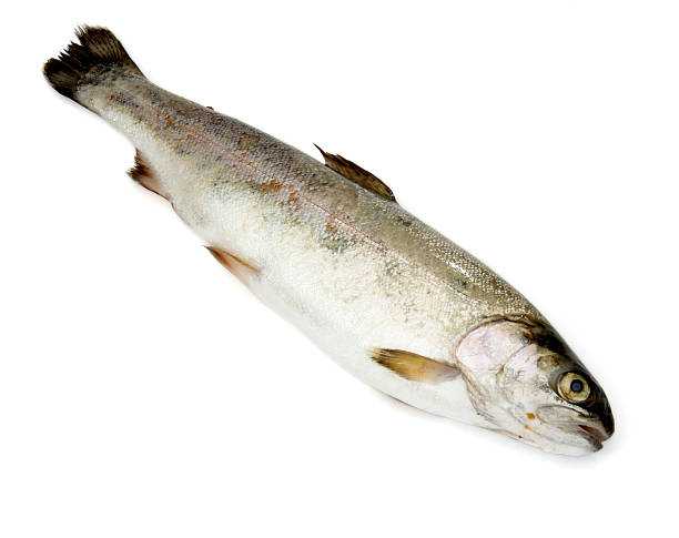 istock fish sea food nature river 106459231