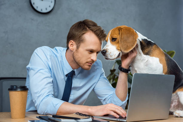 istock concentrated businessman working on laptop while beagle sitting on table in modern office 1064593424