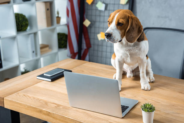 istock selective focus of beagle sitting on table with laptop and smartphone in modern office 1064593538