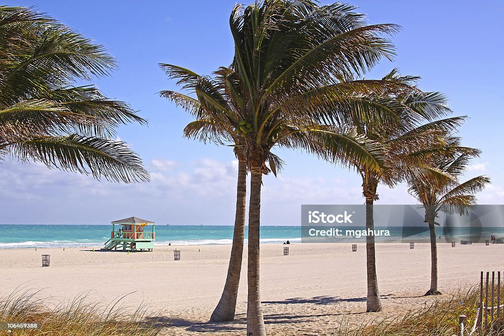 Sandy South Miami Beach na Florydzie, z Plams - Zbiór zdjęć royalty-free (Miami Beach)