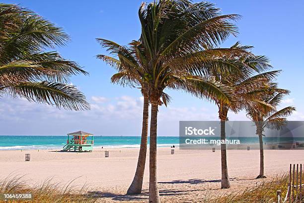 Sandy South Miami Beach Na Florydzie Z Plams - zdjęcia stockowe i więcej obrazów Miami Beach - Miami Beach, Miami, Plaża