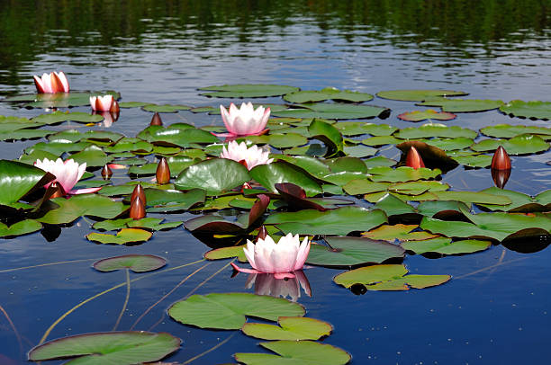 istock Beautiful Water lily floating on a lake 106460126