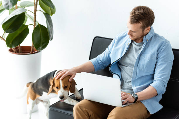 istock high angle view of male freelancer with laptop touching beagle on sofa at home office 1064601708