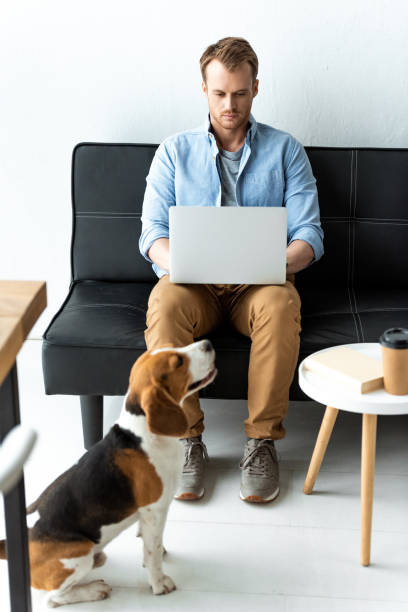 istock handsome male freelancer working on laptop while beagle running near at home office 1064601714
