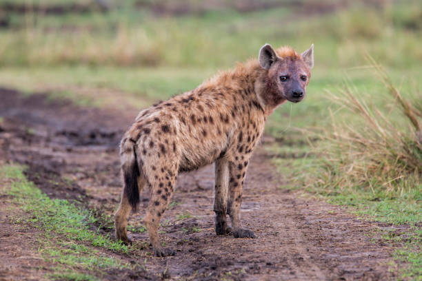 istock Hyena - Masai Mara - Kenya 1064602650