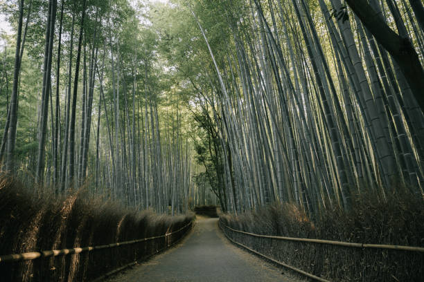 istock Bamboo forest walkway with film vintage style 1064602686