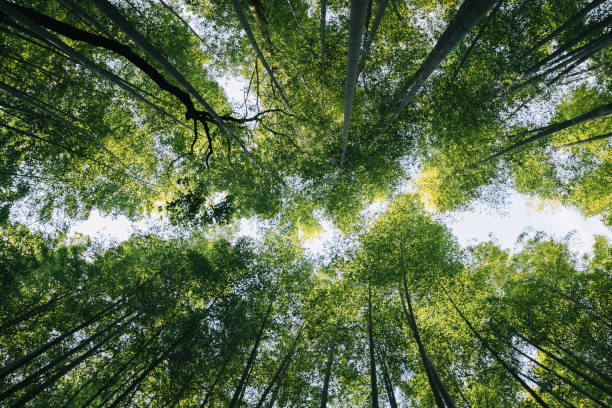 istock Bamboo forest with film vintage style 1064602692