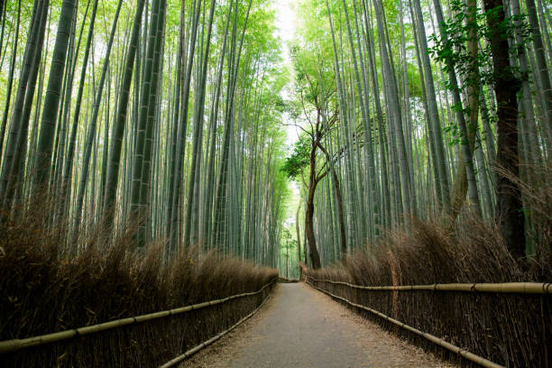 istock Bamboo forest walkway with film vintage style 1064602716