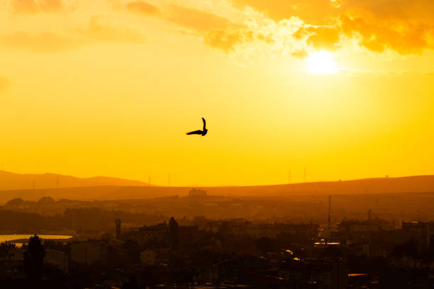 sunset bırd - gulls in flight birds over water foggy scene with birds imagens e fotografias de stock