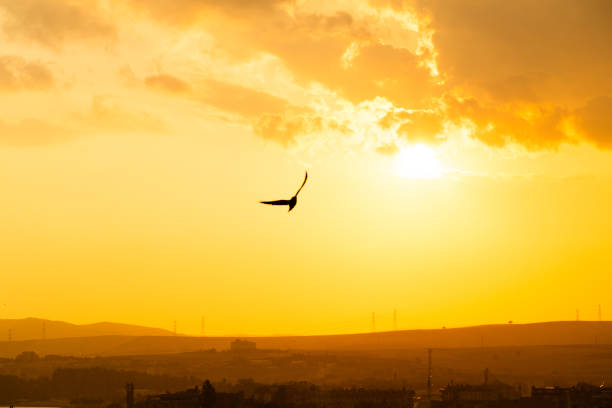 sunset bırd - gulls in flight birds over water foggy scene with birds imagens e fotografias de stock