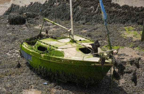 istock Wreck of a small yacht on river mud 1064612836