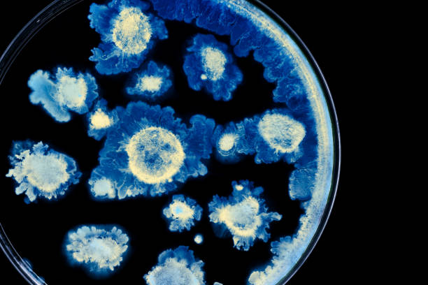 istock Bacteria colonies in a petri dish 1064613050
