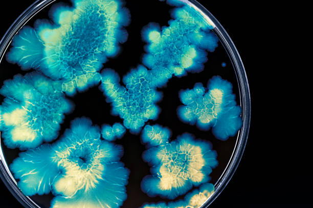 istock Bacteria colonies in a petri dish 1064613066