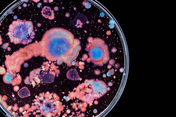 istock Bacteria colonies in a petri dish 1064613636