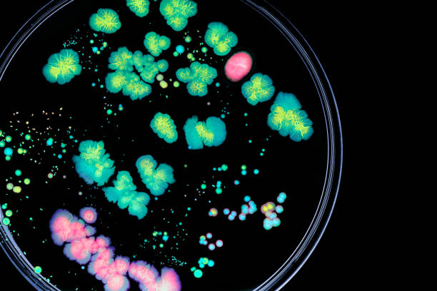 istock Bacteria colonies in a petri dish 1064613736