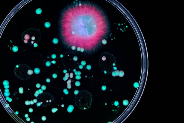 istock Bacteria colonies in a petri dish 1064613826